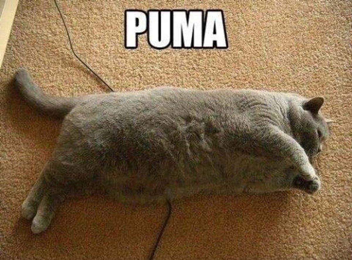 Жирный кот серого цвета