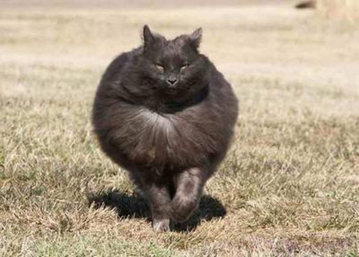 Самый жирный кот
