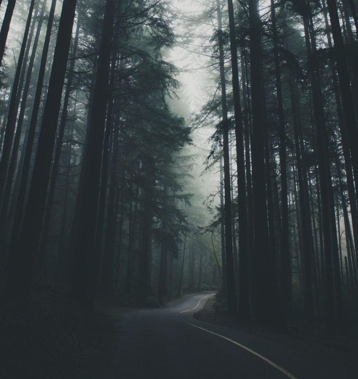 Лес Инстаграм