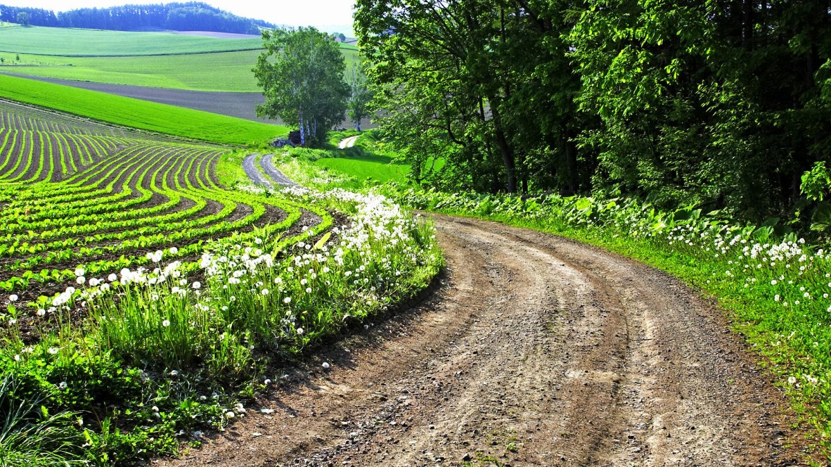 Растения вдоль дороги