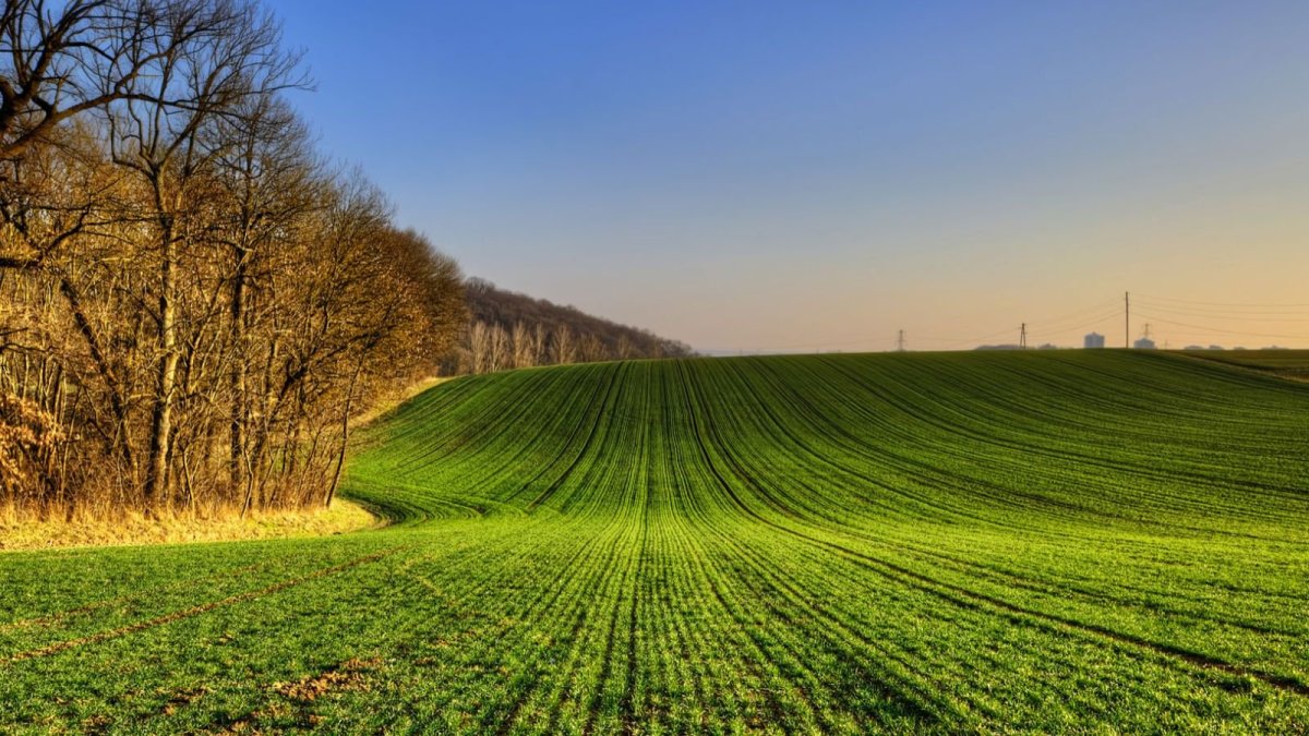 Плодородные поля
