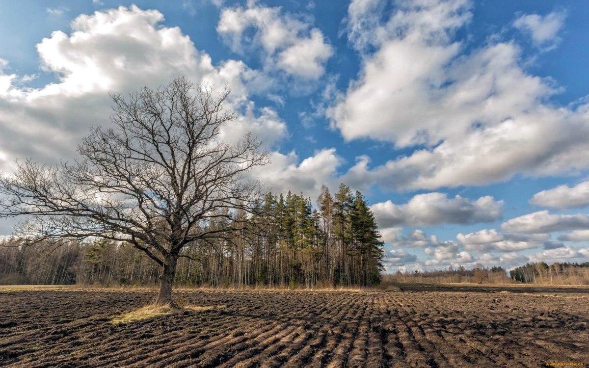 Пашня весной