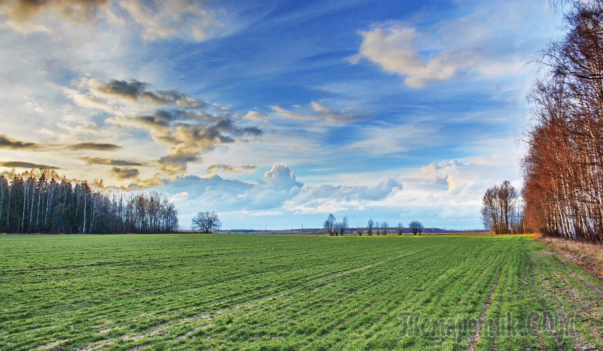 Весеннее поле