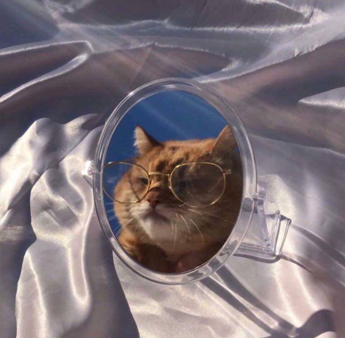 Эстетичная кошка в очках