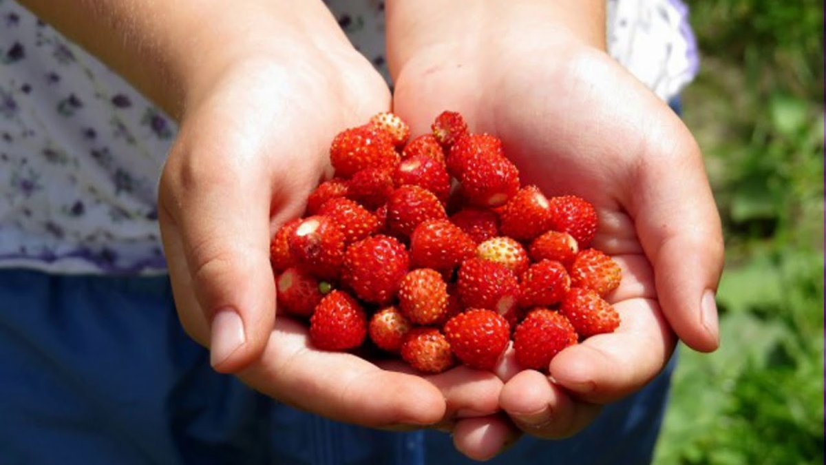 Какие ягоды можно собирать