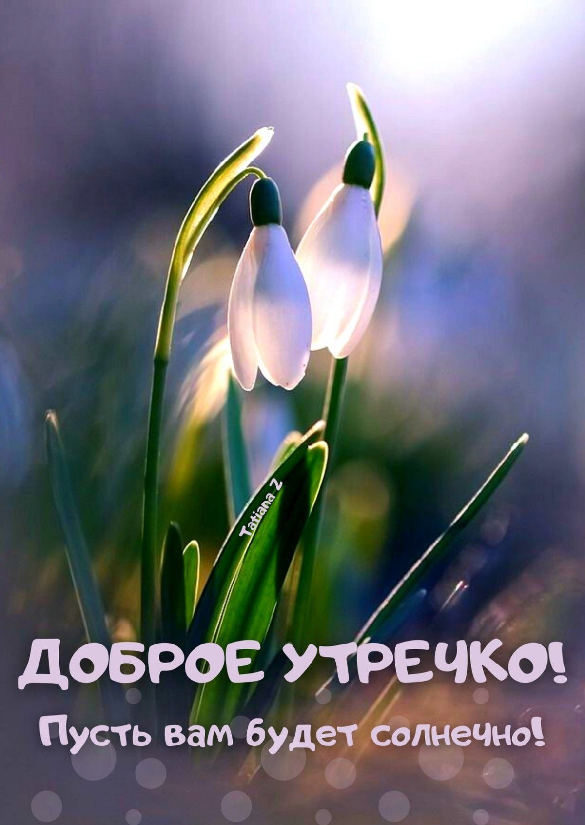 Белоцветник весенний