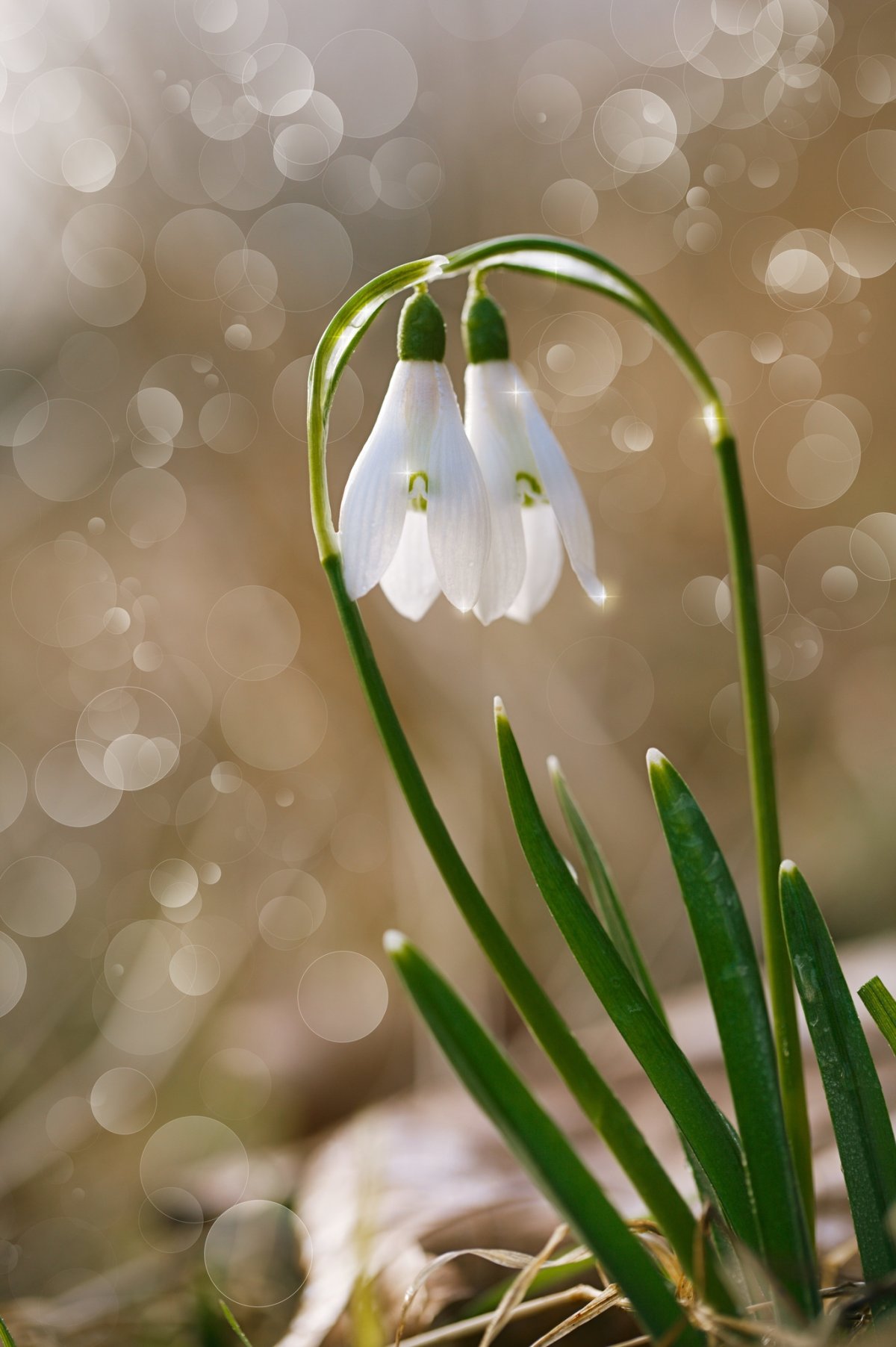 Красивый букет подснежников