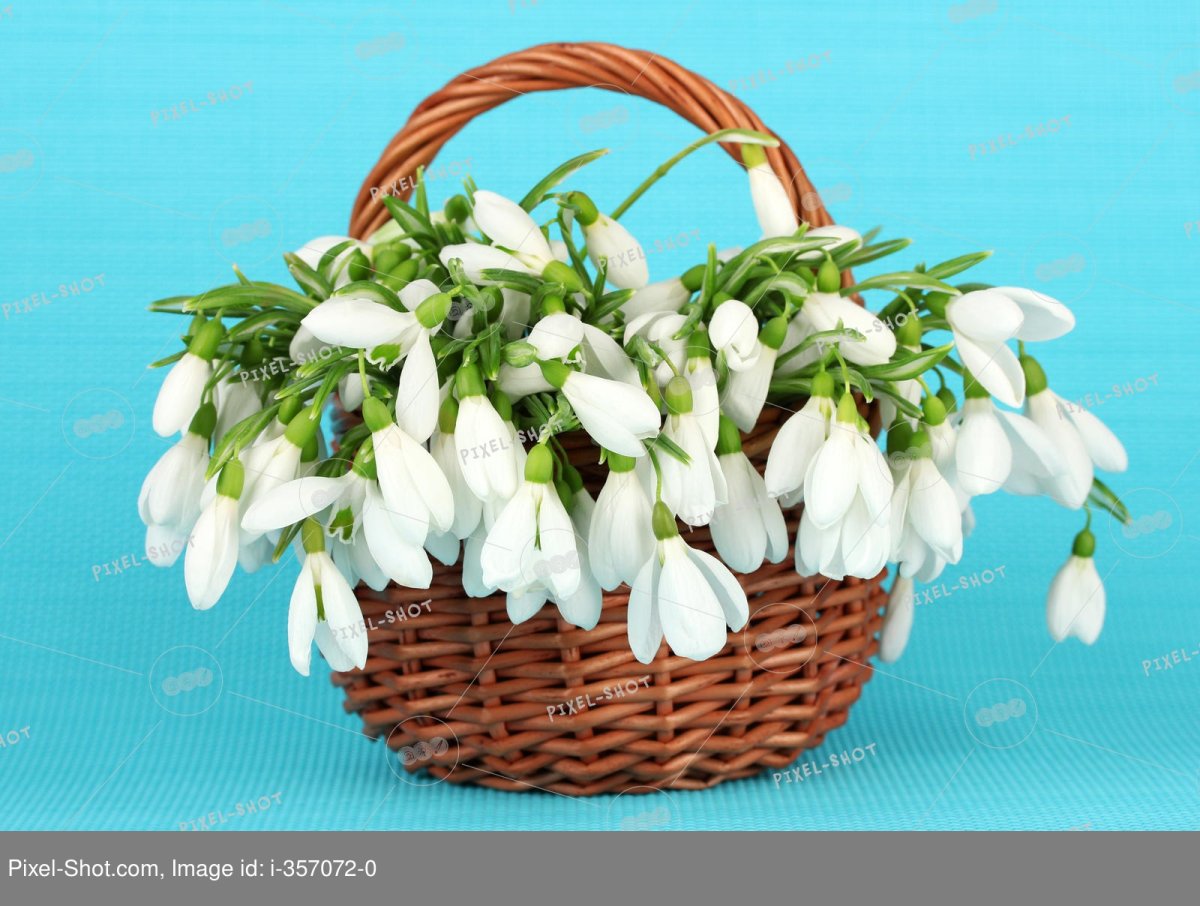 Весенние цветы