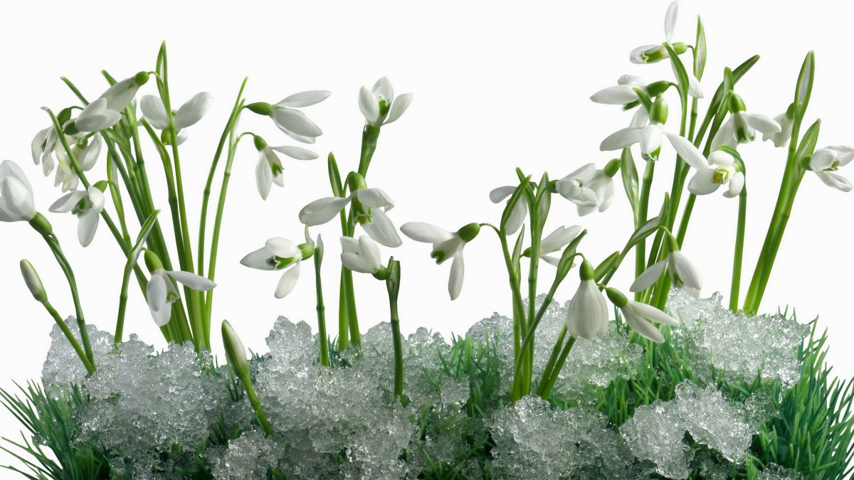 Весенний букет подснежников