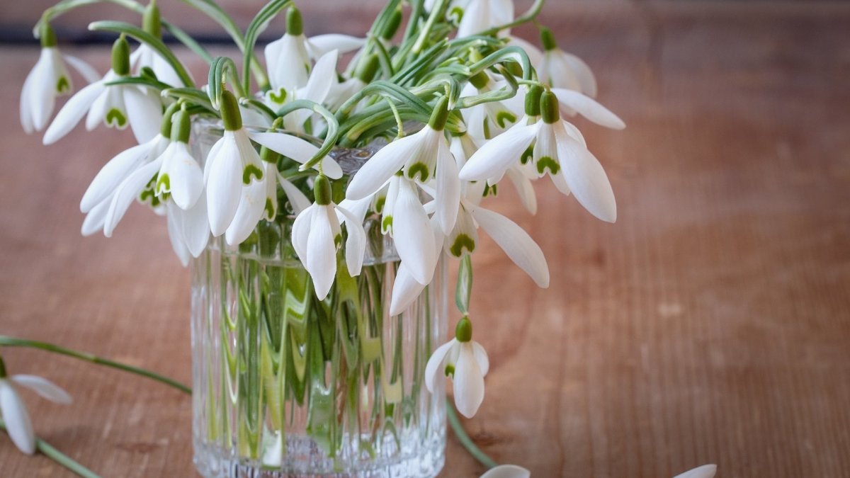 Открытки с корзиной подснежников