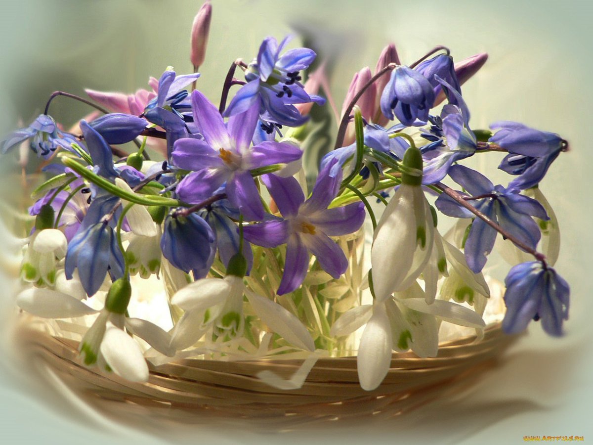 Поздравление с 8 марта подснежники