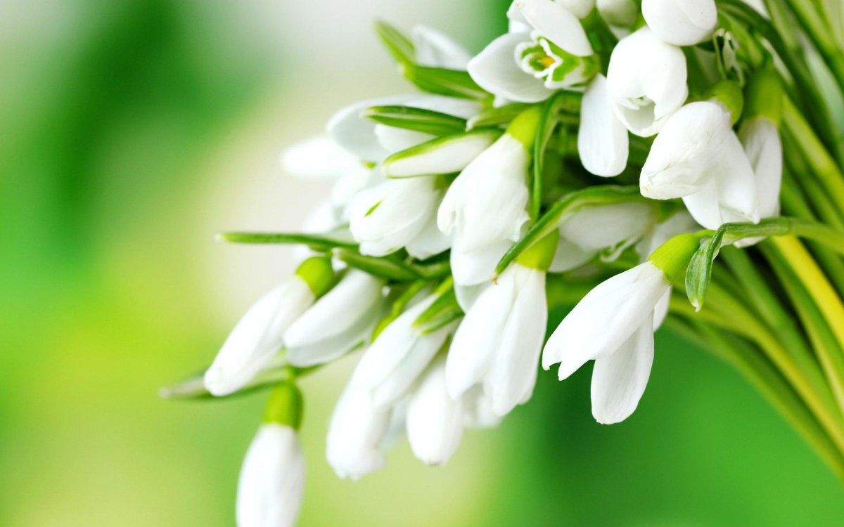 Весенний букет подснежников