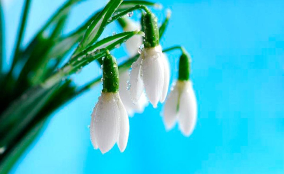 Подснежники на окна