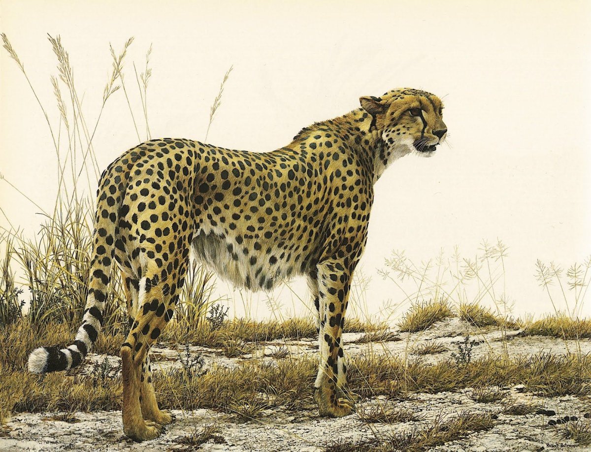 Дальневосточный леопард