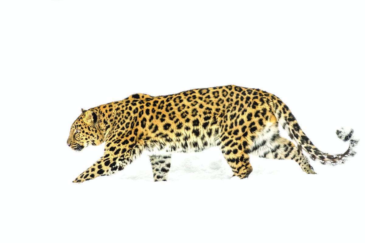 Леопард для детей