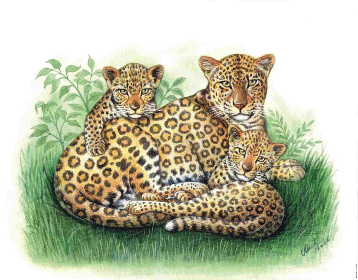 Белый леопард мультяшный