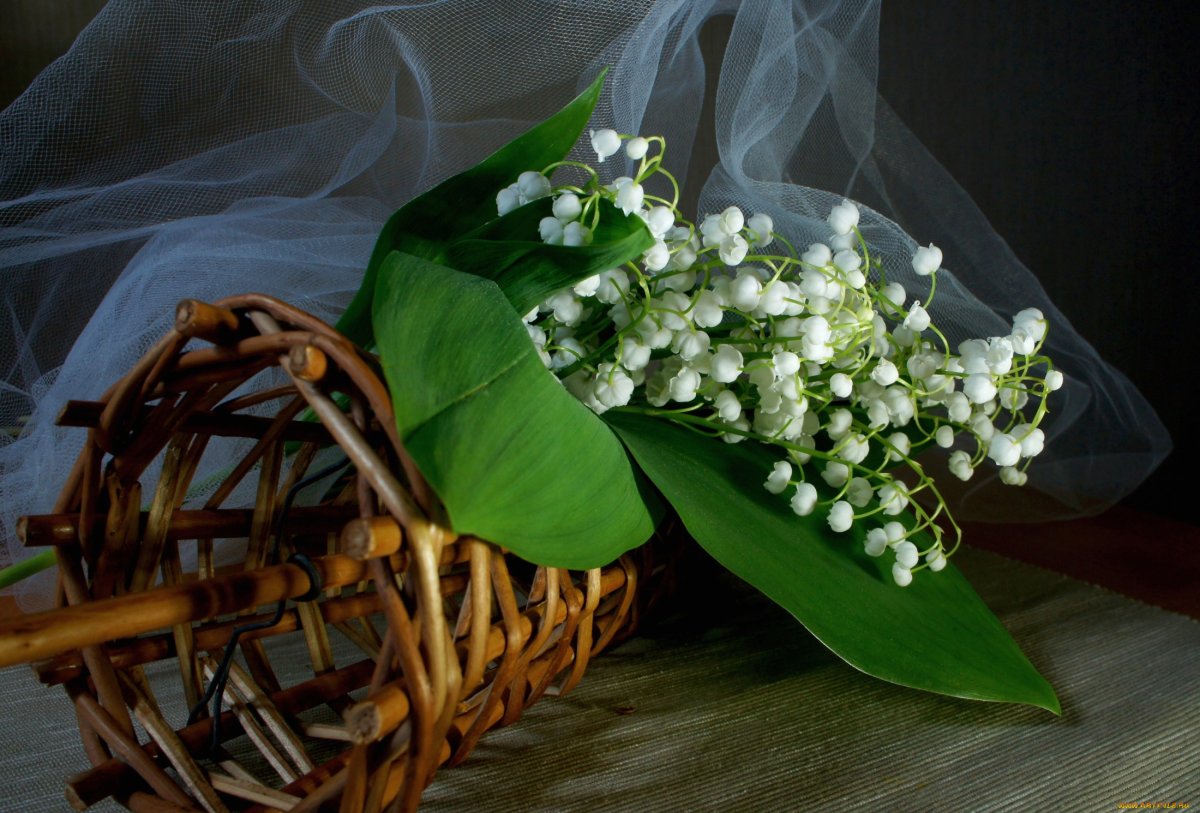 Букет ландышей в руках