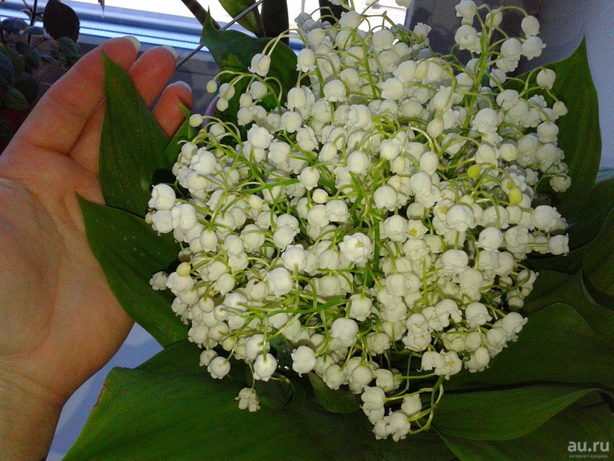 Букет ландышей на прозрачном фоне в руке