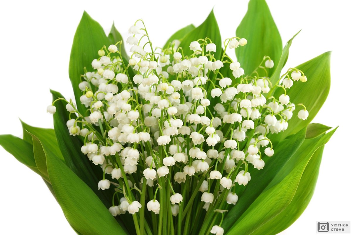 Фиалка Ле Ландыши