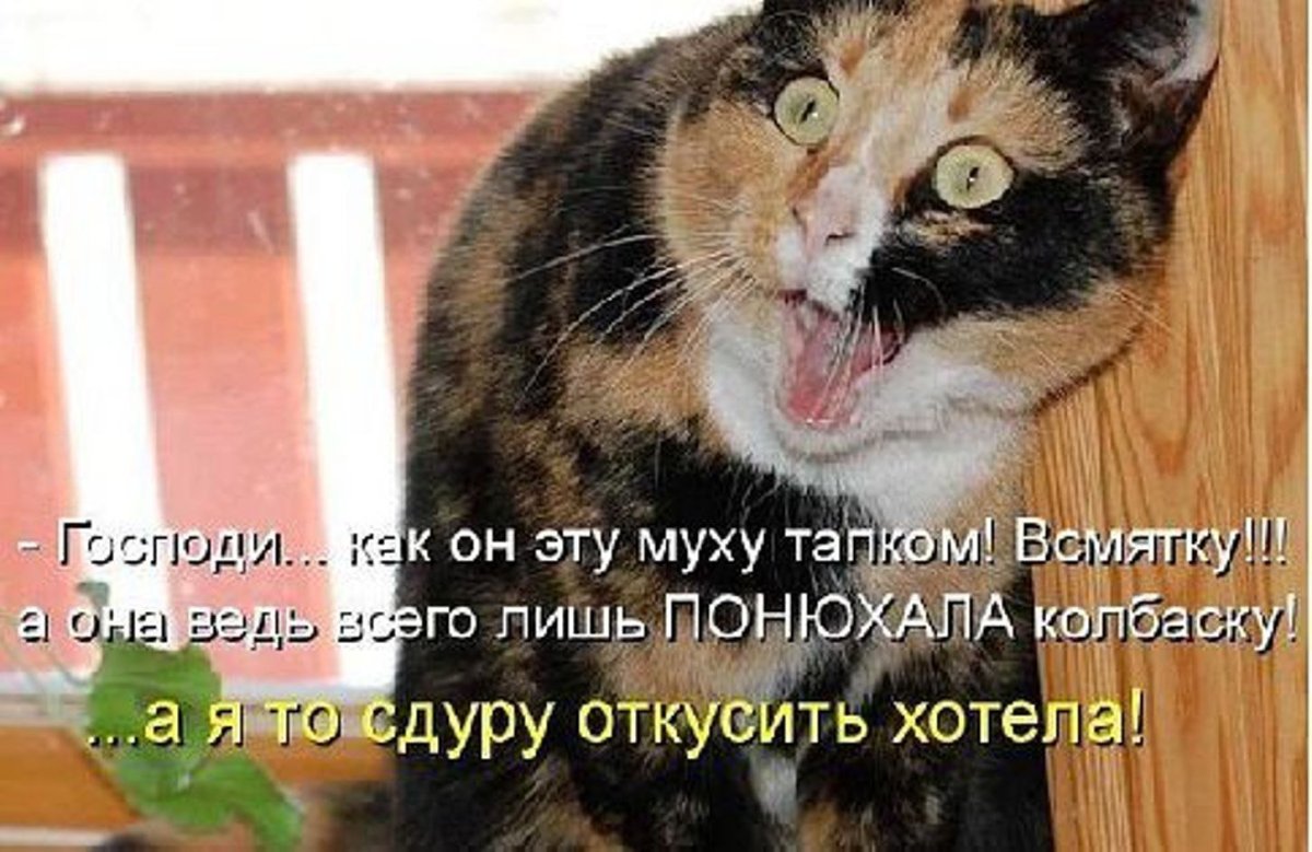 Смешные котики со словами