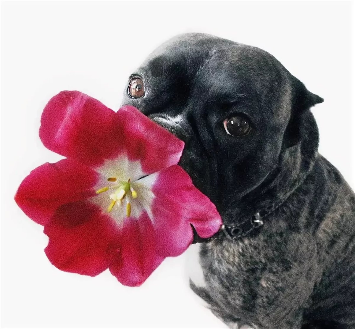 Позитивные картинки с юмором