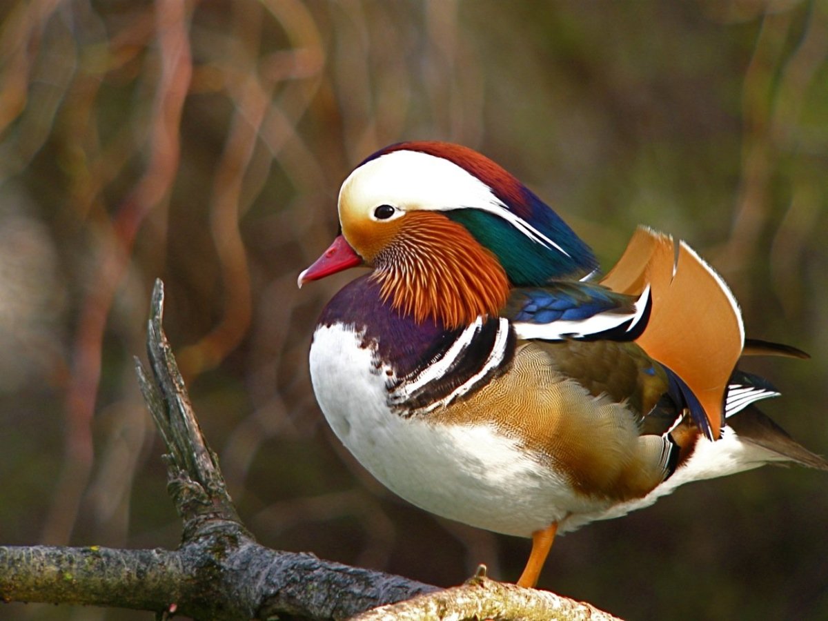 Утка мандармандаринка