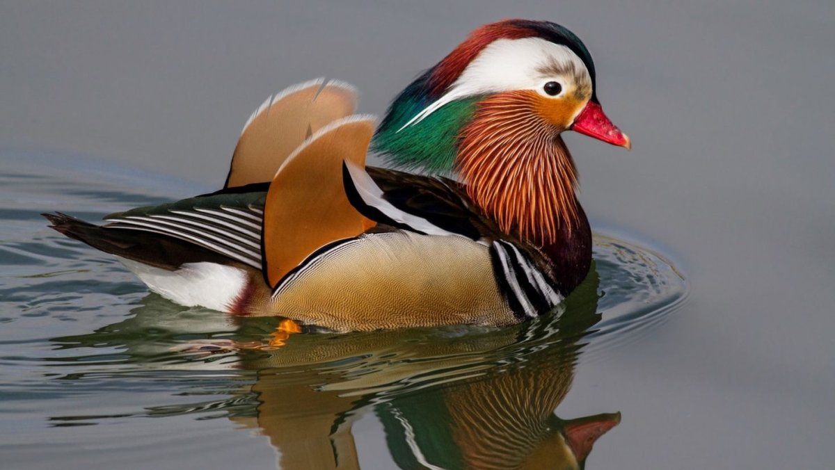 Утка Мандаринка