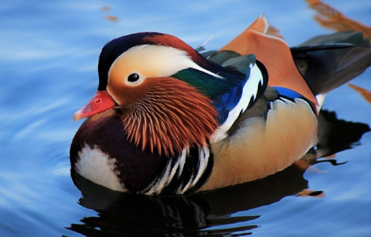 Утки мандаринки