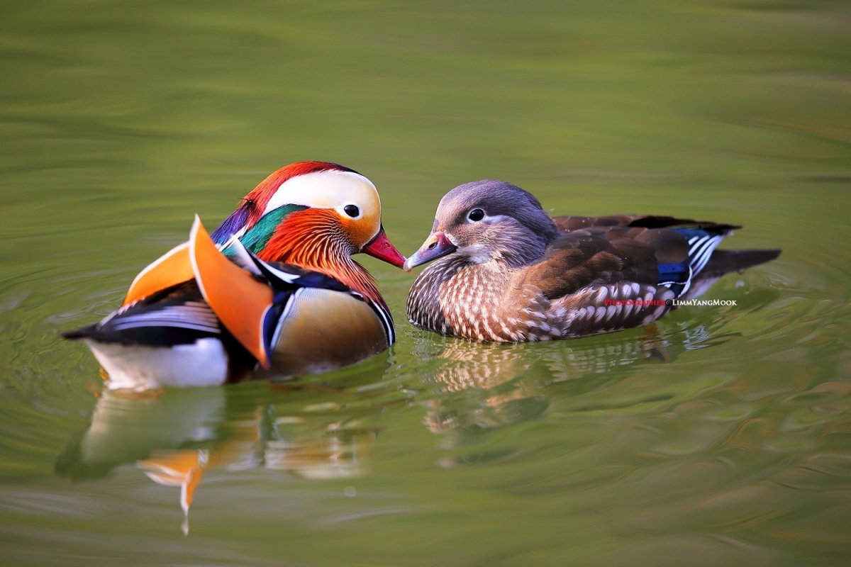 Селезень утки мандаринки