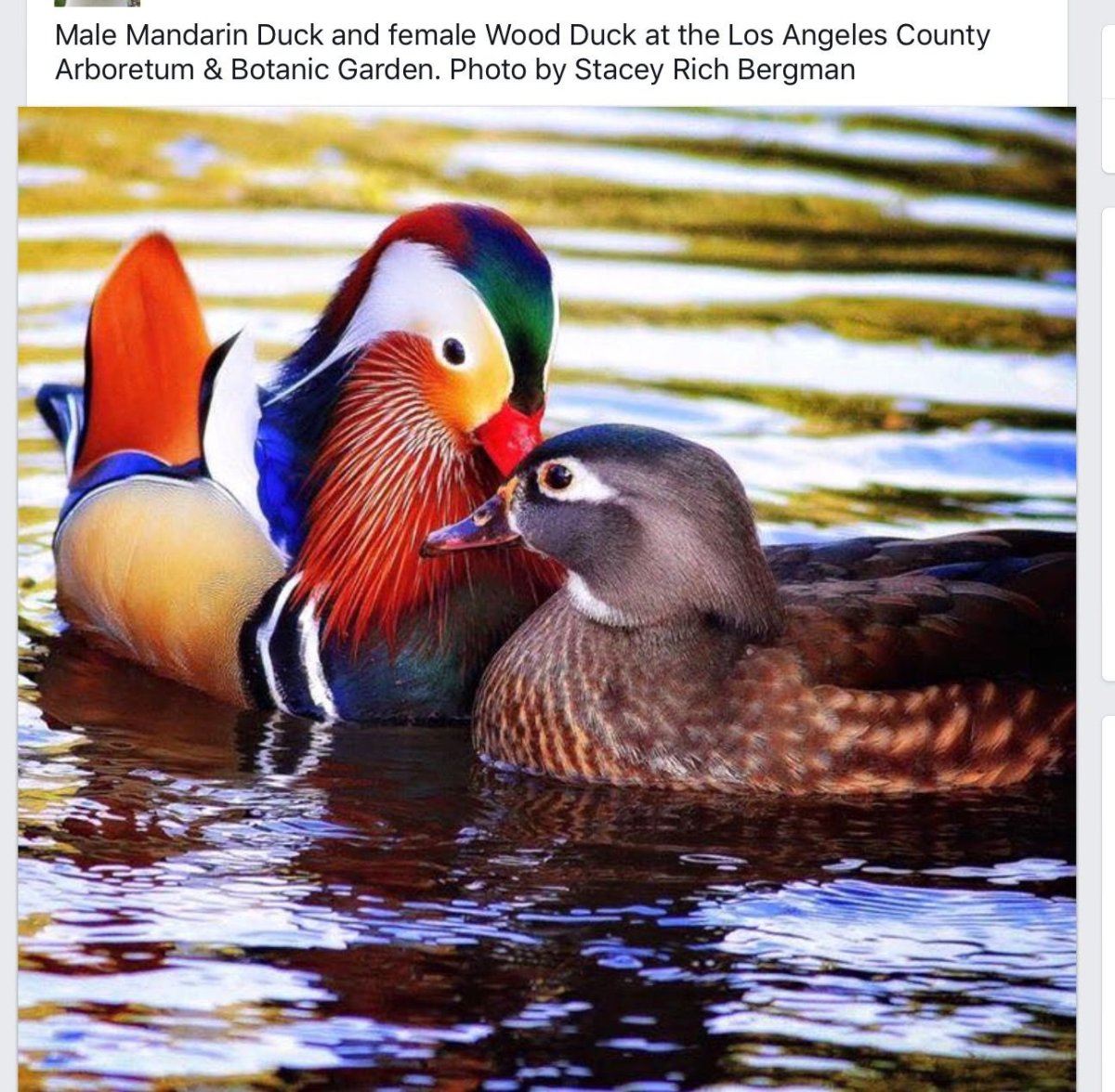 Утка Мандаринка Кедровая Падь