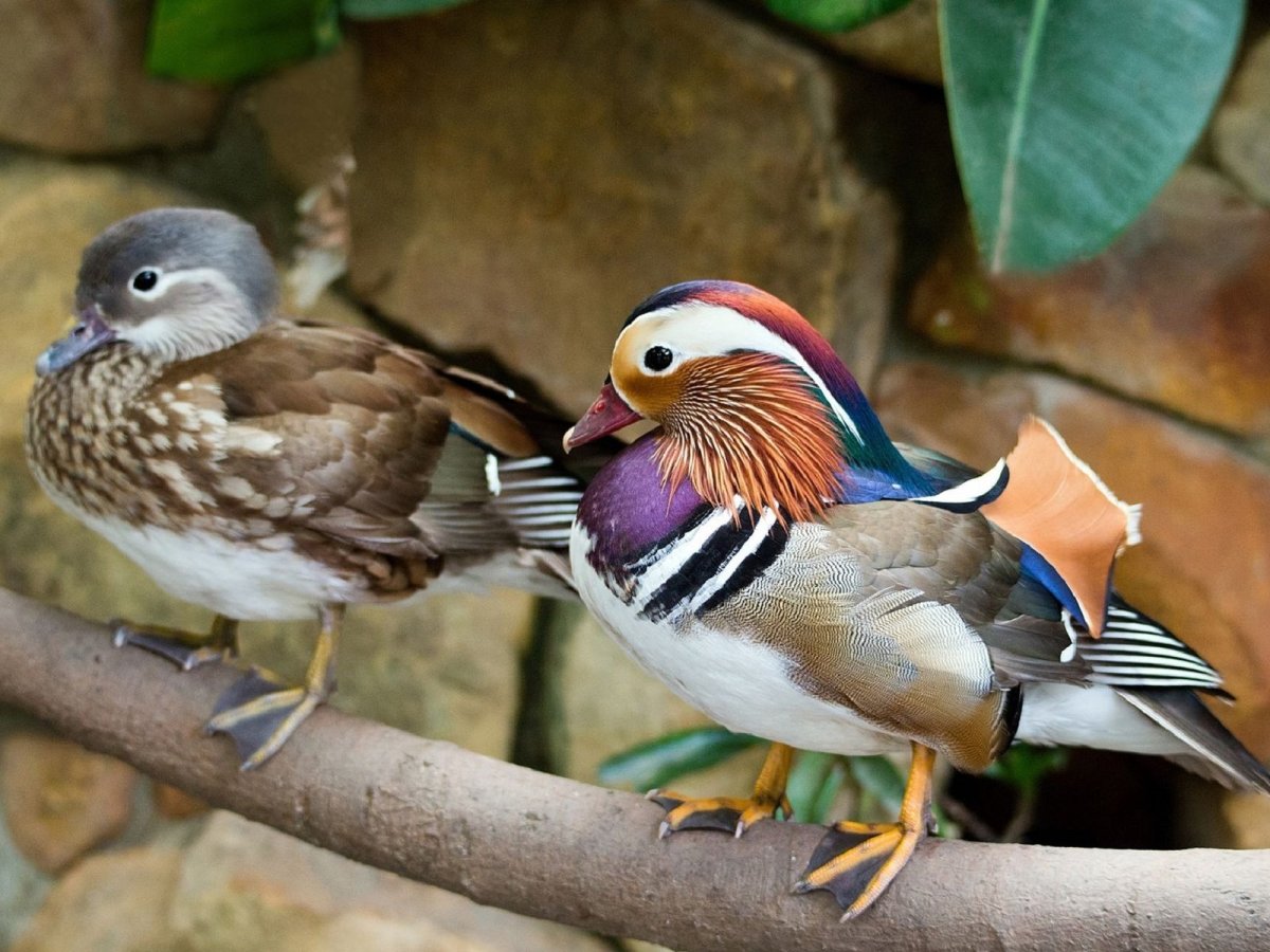 Маринка Мандаринка