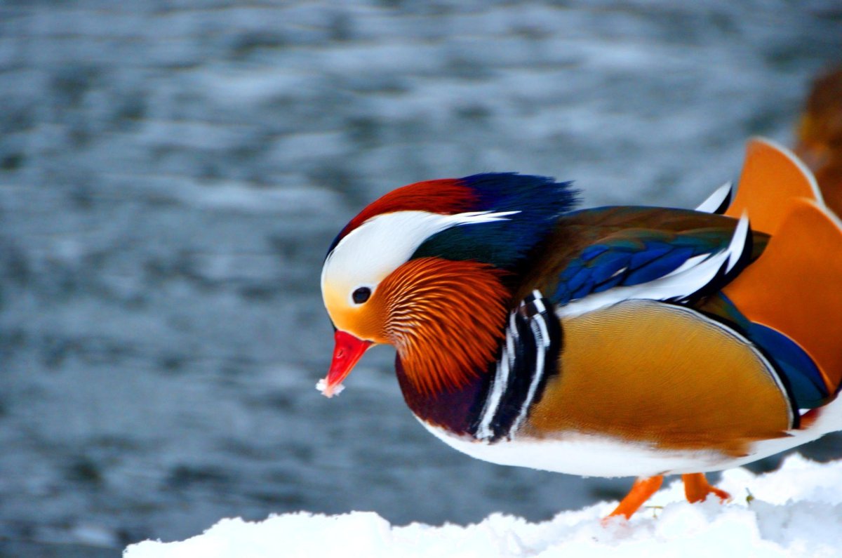 Утка Мандаринка