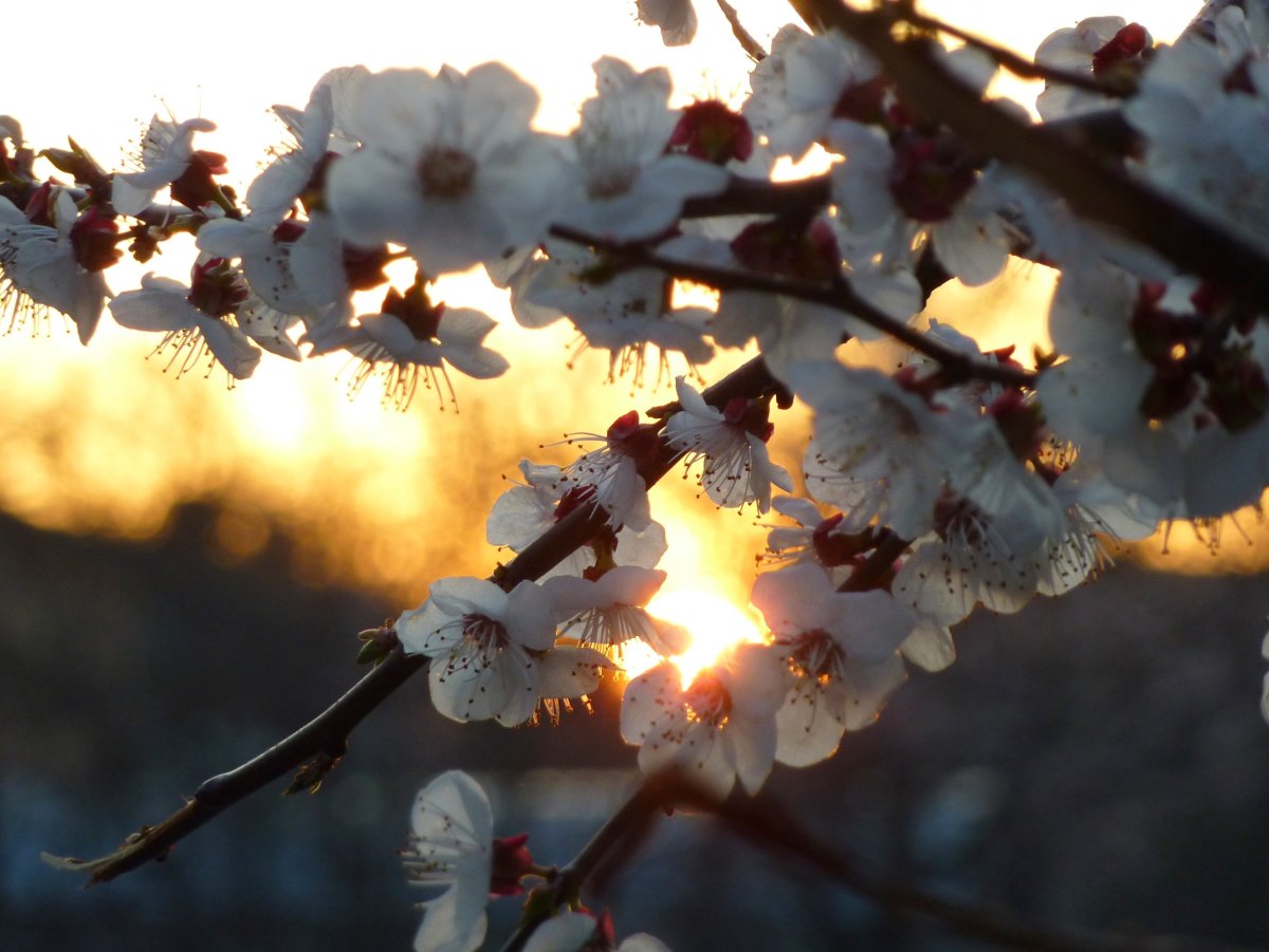 "Апрельский вечер. Весна