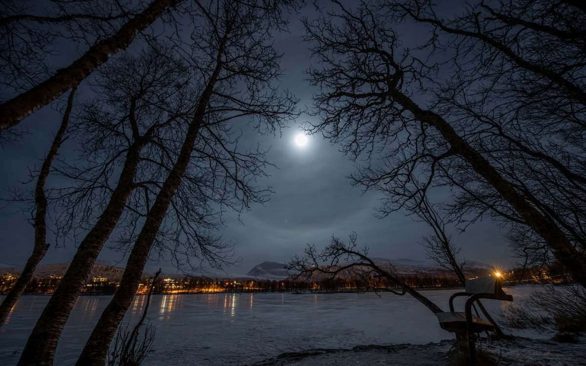 Ночная природа