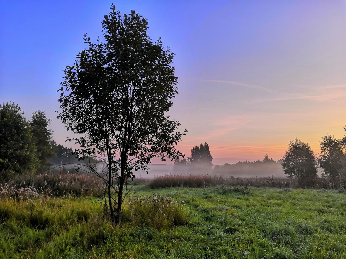 Дубовый перелесок
