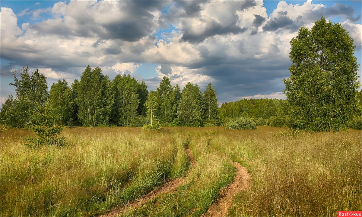 Проселки перелески