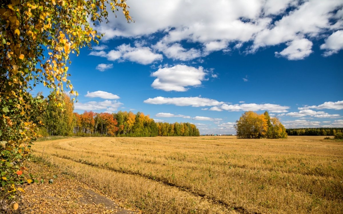 Пейзаж перелесок