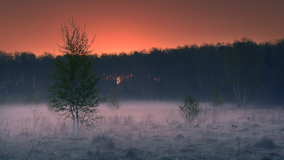 Опушка леса