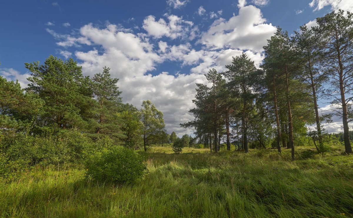 Леса поля перелески России