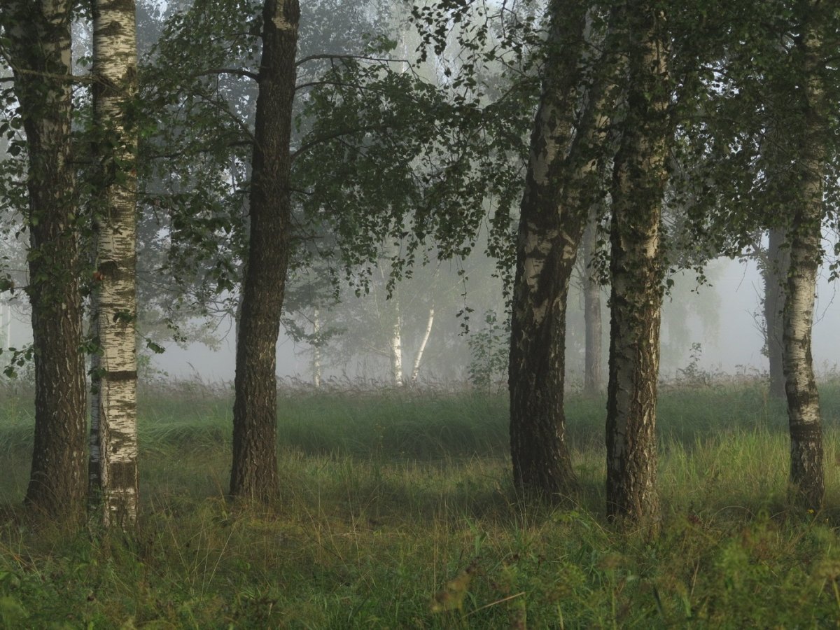 Жаркий спор люди в перелеске природа