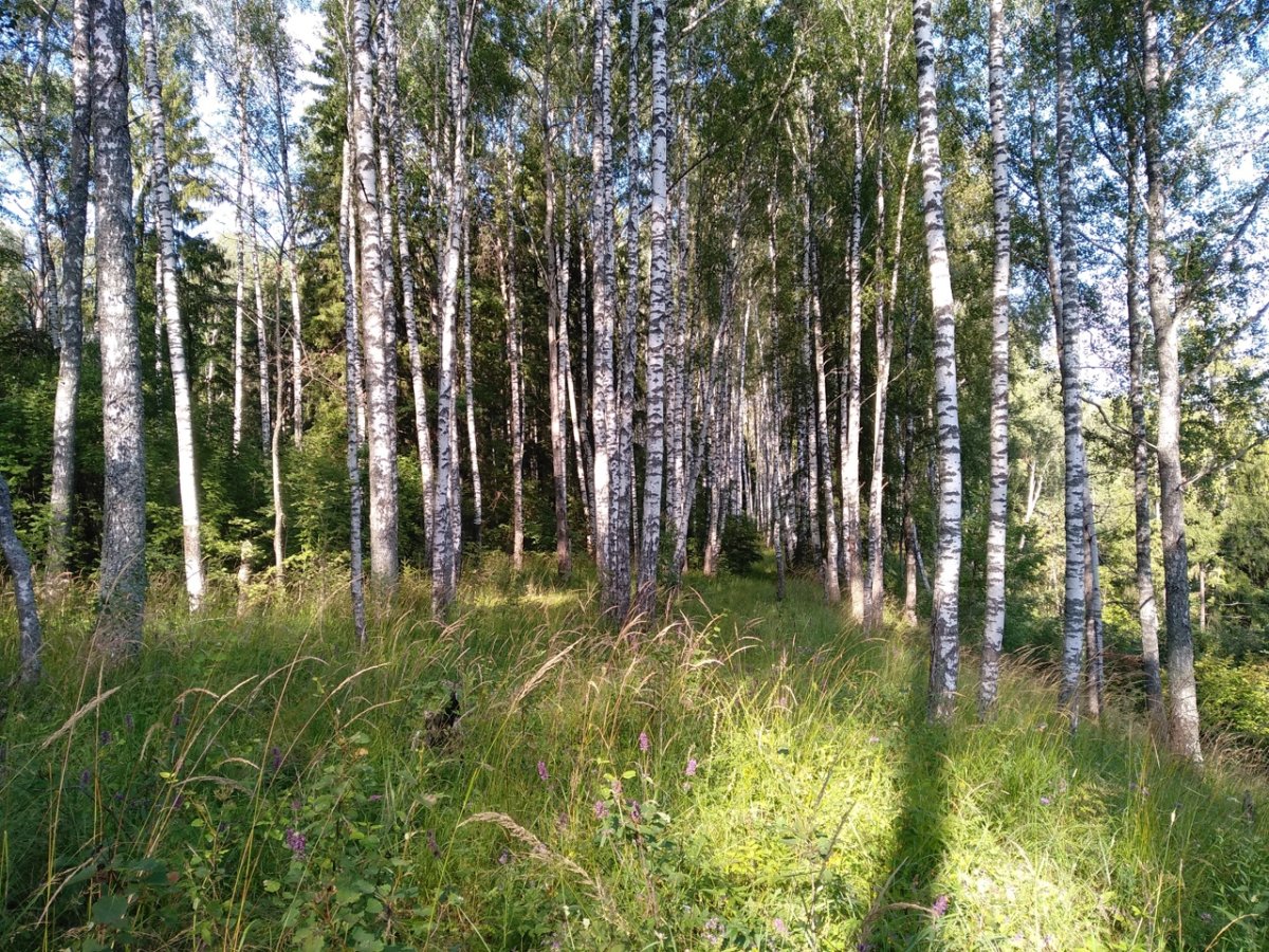 Пейзаж перелесок