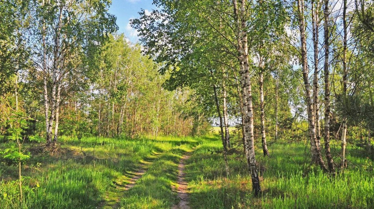 Ольховый перелесок