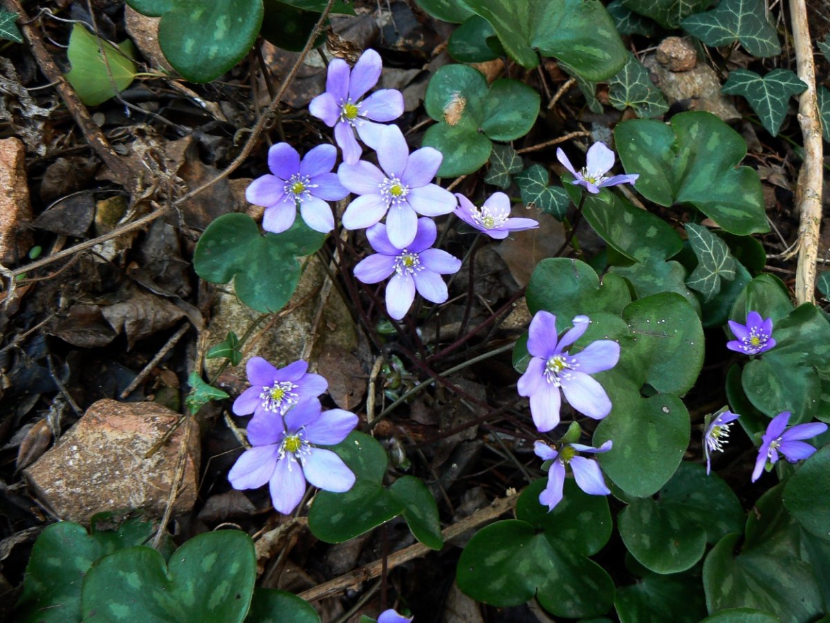 Осень кофе девушка