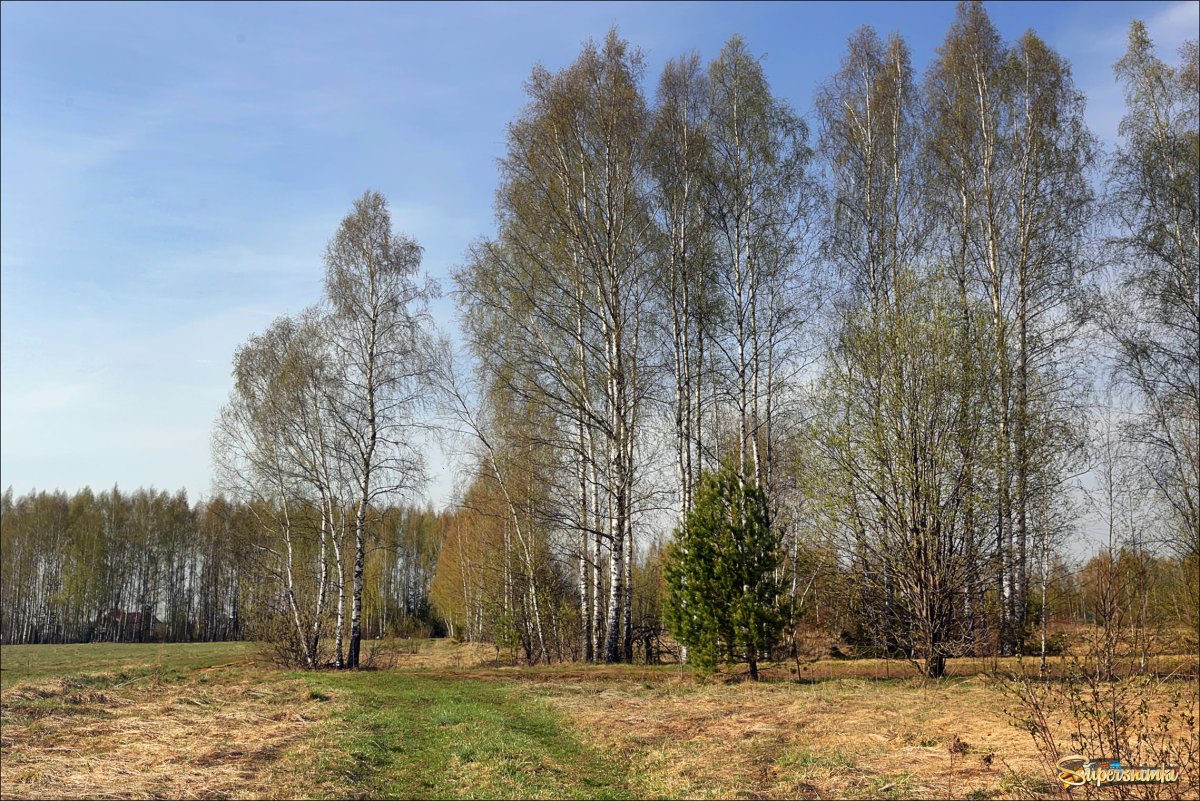 Родные просторы Пушгоры панорама