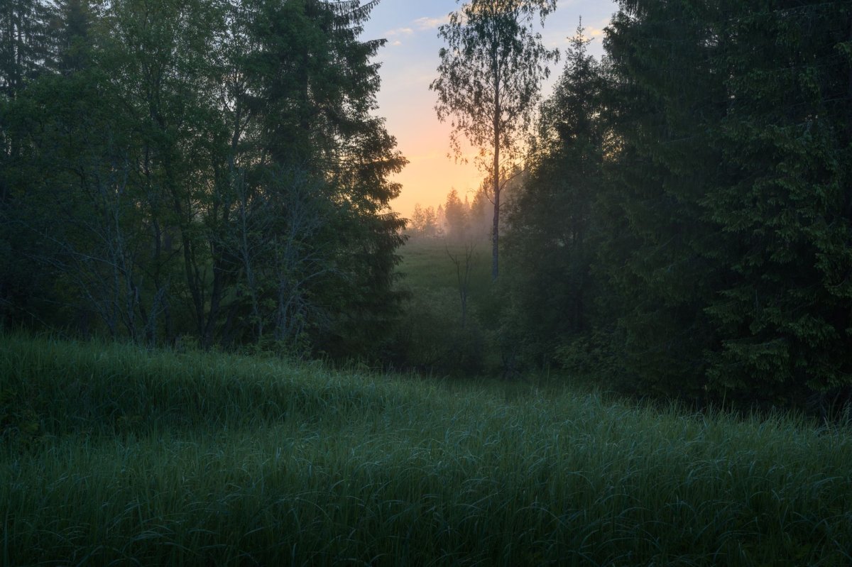 Туманный перелесок