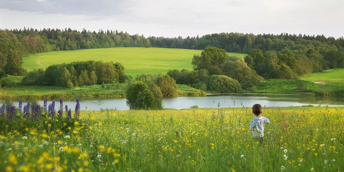 Белоруссия лес опушка