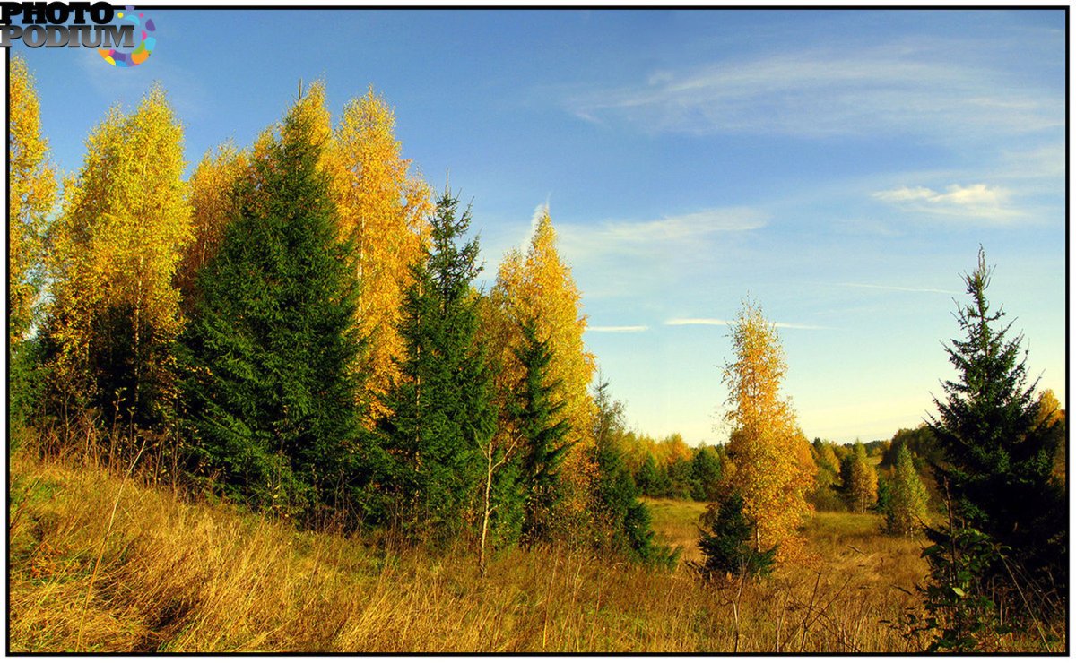 Полянка в лесу лето