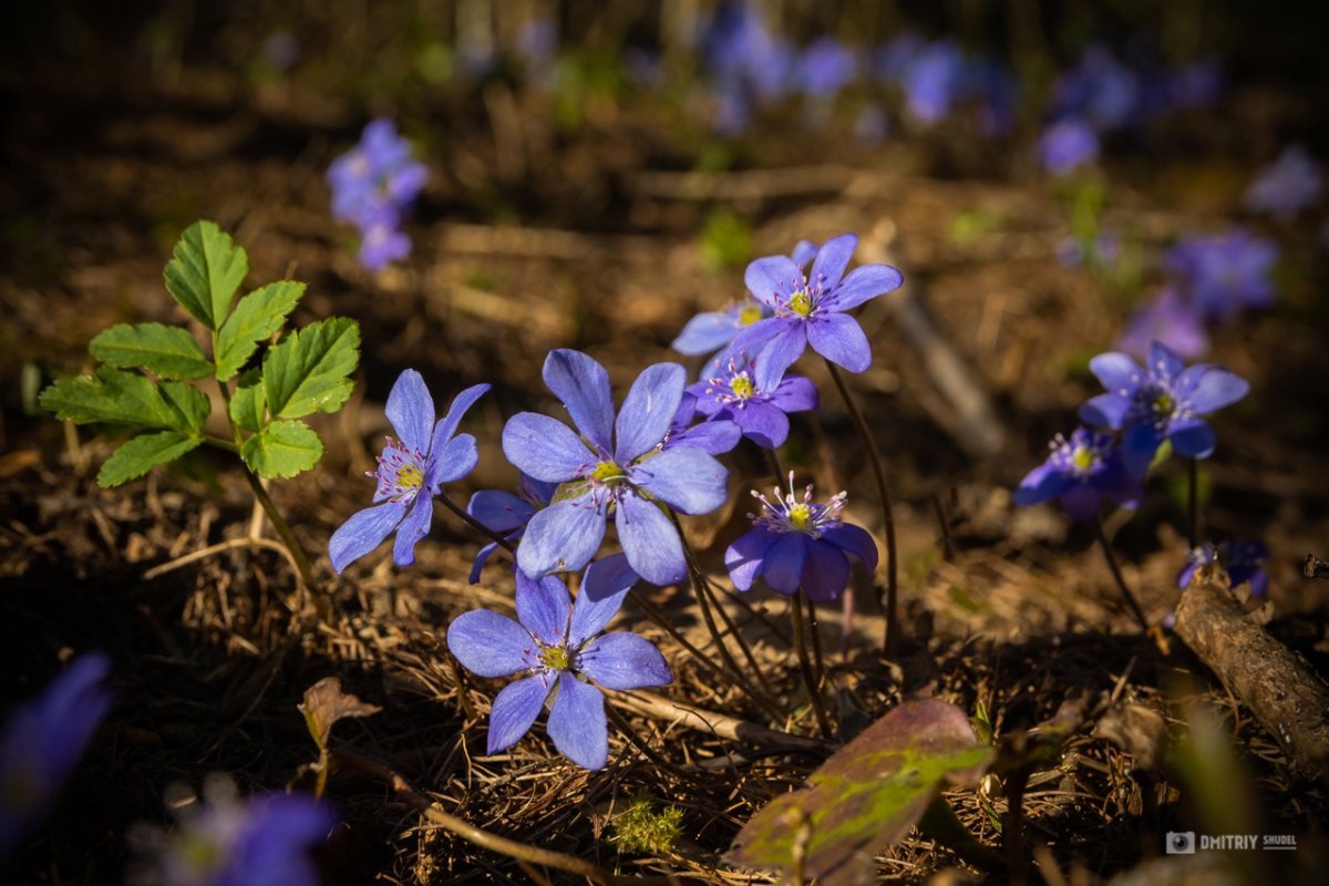 Цветы на опушке леса