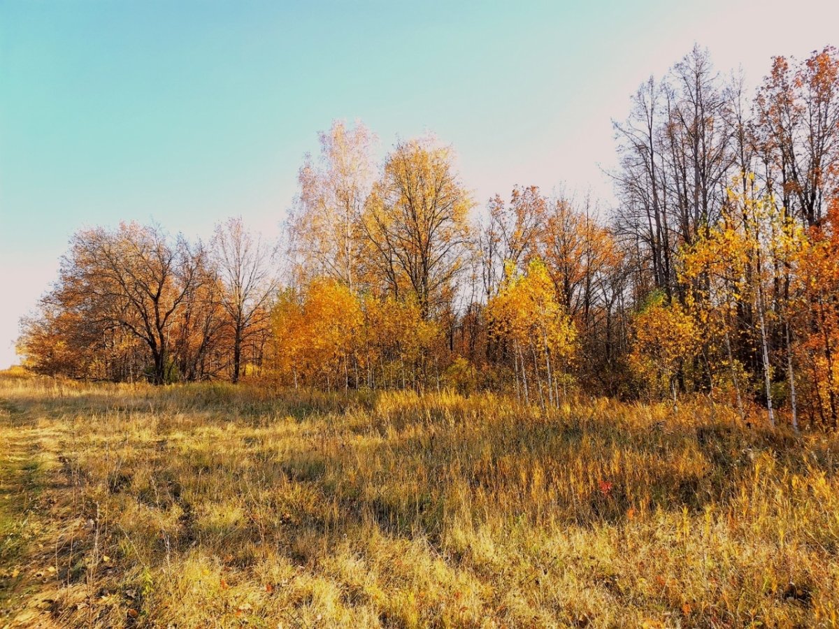 Руки природа Эстетика