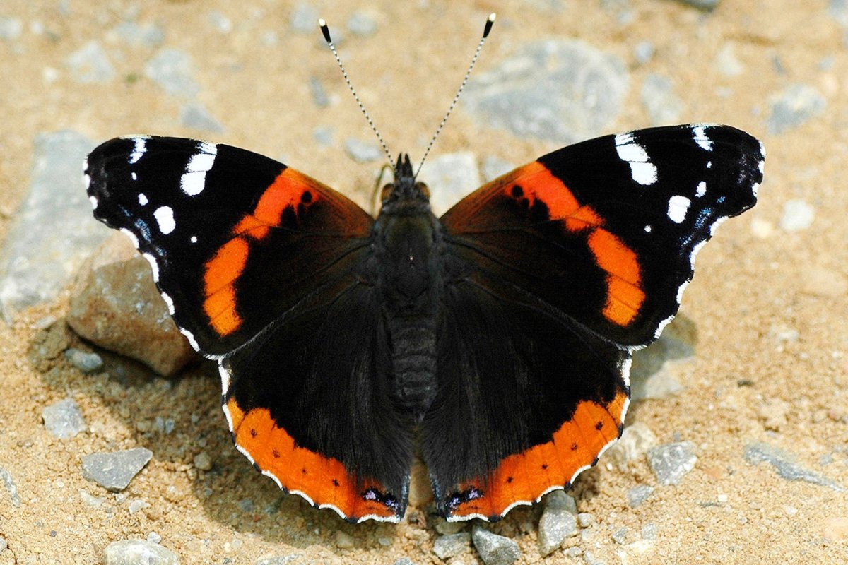 Бабочка Адмирал Vanessa Atalanta